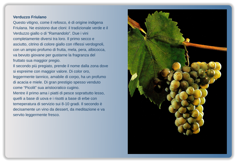 Verduzzo Friulano Questo vitigno, come il refosco, è di origine indigena Friulana. Ne esistono due cloni: il tradizionale verde e il Verduzzo giallo o di “Ramandolo”. Due i vini completamente diversi tra loro. Il primo secco e asciutto, citrino di colore giallo con riflessi verdognoli, con un ampio profumo di frutta, mela, pera, albicocca, va bevuto giovane per gustarne la fragranza del fruttato sua maggior pregio. Il secondo più pregiato, prende il nome dalla zona dove si espreime con maggior valore. Di color oro, leggermente tannico, amabile di corpo, ha un profumo di acacia e miele. Di gran prestigio spesso venduto come “Picolit” sua aristocratico cugino. Mentre il primo ama i piatti di pesce soprattutto lesso, quelli a base di uova e i risotti a base di erbe con temeperatura di servizio sui 8-10 gradi. Il secondo è decisamente un vino da dessert, da meditazione e va servito leggermente fresco.