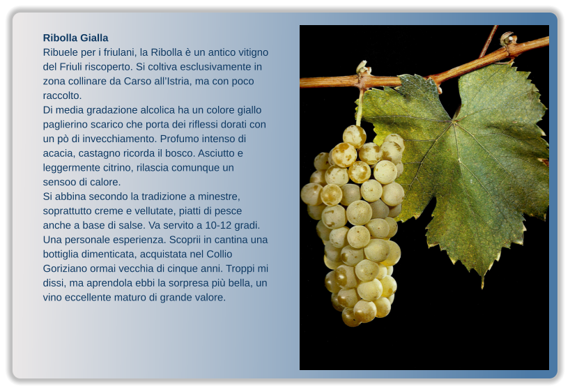 Ribolla Gialla Ribuele per i friulani, la Ribolla è un antico vitigno del Friuli riscoperto. Si coltiva esclusivamente in zona collinare da Carso all’Istria, ma con poco raccolto.  Di media gradazione alcolica ha un colore giallo paglierino scarico che porta dei riflessi dorati con un pò di invecchiamento. Profumo intenso di acacia, castagno ricorda il bosco. Asciutto e leggermente citrino, rilascia comunque un sensoo di calore. Si abbina secondo la tradizione a minestre, soprattutto creme e vellutate, piatti di pesce anche a base di salse. Va servito a 10-12 gradi. Una personale esperienza. Scoprii in cantina una bottiglia dimenticata, acquistata nel Collio Goriziano ormai vecchia di cinque anni. Troppi mi dissi, ma aprendola ebbi la sorpresa più bella, un vino eccellente maturo di grande valore.