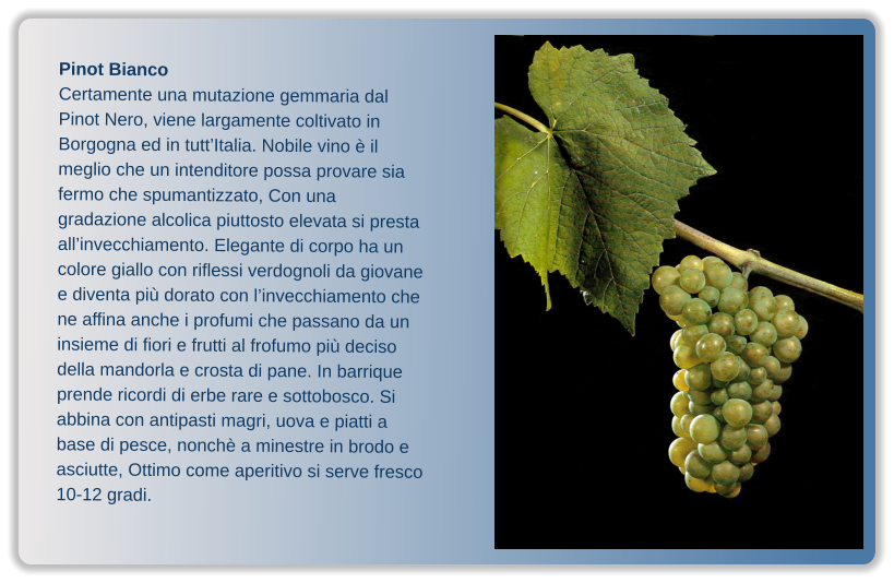 Pinot Bianco Certamente una mutazione gemmaria dal Pinot Nero, viene largamente coltivato in Borgogna ed in tutt’Italia. Nobile vino è il meglio che un intenditore possa provare sia fermo che spumantizzato, Con una gradazione alcolica piuttosto elevata si presta all’invecchiamento. Elegante di corpo ha un colore giallo con riflessi verdognoli da giovane e diventa più dorato con l’invecchiamento che ne affina anche i profumi che passano da un insieme di fiori e frutti al frofumo più deciso della mandorla e crosta di pane. In barrique prende ricordi di erbe rare e sottobosco. Si abbina con antipasti magri, uova e piatti a base di pesce, nonchè a minestre in brodo e asciutte, Ottimo come aperitivo si serve fresco 10-12 gradi.