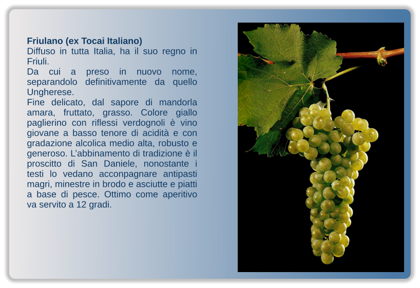 Friulano (ex Tocai Italiano) Diffuso in tutta Italia, ha il suo regno in Friuli.  Da cui a preso in nuovo nome, separandolo definitivamente da quello Ungherese. Fine delicato, dal sapore di mandorla amara, fruttato, grasso. Colore giallo paglierino con riflessi verdognoli è vino giovane a basso tenore di acidità e con gradazione alcolica medio alta, robusto e generoso. L’abbinamento di tradizione è il proscitto di San Daniele, nonostante i testi lo vedano acconpagnare antipasti magri, minestre in brodo e asciutte e piatti a base di pesce. Ottimo come aperitivo va servito a 12 gradi.