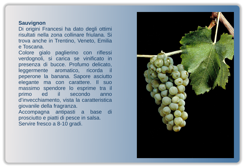 Sauvignon Di origini Francesi ha dato degli ottimi risultati nella zona collinare friulana. Si trova anche in Trentino, Veneto, Emilia e Toscana. Colore gialo paglierino con riflessi verdognoli, si carica se vinificato in presenza di bucce. Profumo delicato, leggermente aromatico, ricorda il peperone la banana. Sapore asciutto elegante ma con carattere. Il suo massimo spendore lo esprime tra il primo ed il secondo anno d’invecchiamento, vista la caratteristica giovanile della fragranza. Accompagna antipasti a base di prosciutto e piatti di pesce in salsa. Servire fresco a 8-10 gradi.