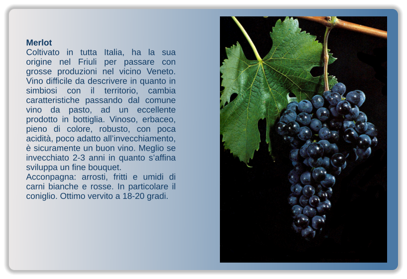 Merlot Coltivato in tutta Italia, ha la sua origine nel Friuli per passare con grosse produzioni nel vicino Veneto. Vino difficile da descrivere in quanto in simbiosi con il territorio, cambia caratteristiche passando dal comune vino da pasto, ad un eccellente prodotto in bottiglia. Vinoso, erbaceo, pieno di colore, robusto, con poca acidità, poco adatto all’invecchiamento, è sicuramente un buon vino. Meglio se invecchiato 2-3 anni in quanto s’affina sviluppa un fine bouquet. Acconpagna: arrosti, fritti e umidi di carni bianche e rosse. In particolare il coniglio. Ottimo vervito a 18-20 gradi.