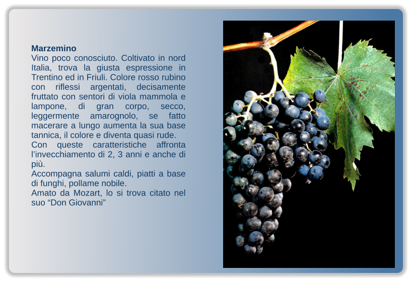 Marzemino Vino poco conosciuto. Coltivato in nord Italia, trova la giusta espressione in Trentino ed in Friuli. Colore rosso rubino con riflessi argentati, decisamente fruttato con sentori di viola mammola e lampone, di gran corpo, secco,  leggermente amarognolo, se fatto macerare a lungo aumenta la sua base tannica, il colore e diventa quasi rude.  Con queste caratteristiche affronta l’invecchiamento di 2, 3 anni e anche di più. Accompagna salumi caldi, piatti a base di funghi, pollame nobile. Amato da Mozart, lo si trova citato nel suo “Don Giovanni”