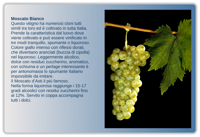 Moscato Bianco Questo vitigno ha numerosi cloni tutti simili tra loro ed è coltivato in tutta Italia. Prende la caratteristica dal luovo dove viene coltivato e può essere vinificato in tre modi tranquillo, spumante o liquoroso. Colore giallo intenso con riflessi dorati, che diventano aranciati (buccia di cipolla) nel liquoroso. Leggermente alcolico, dolce con residuo zuccherino, aromatico, con schiuma e un perlage interessante è per antonomasia lo spumante Italiano impossibile da imitare. Il Moscato d’Asti il più famoso. Nella forma liquorosa raggiunge i 15-17 gradi alcoolici con residui zuccherini fino al 12%. Servito in coppa accompagna tutti i dolci.