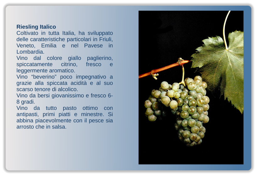 Riesling Italico Coltivato in tutta Italia, ha sviluppato delle caratteristiche particolari in Friuli, Veneto, Emilia e nel Pavese in Lombardia. Vino dal colore giallo paglierino, spiccatamente citrino, fresco e leggermente aromatico.  Vino “beverino” poco impegnativo a grazie alla spiccata acidità e al suo scarso tenore di alcolico. Vino da bersi giovanissimo e fresco 6-8 gradi. Vino da tutto pasto ottimo con antipasti, primi piatti e minestre. Si abbina piacevolmente con il pesce sia arrosto che in salsa.