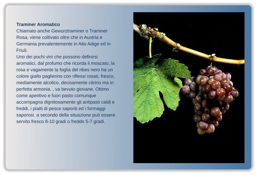 Traminer Aromatico Chiamato anche Gewurztraminer o Traminer Rosa, viene coltivato oltre che in Austria e Germania prevalentemente in Alto Adige ed in Friuli. Uno dei pochi vini che possono definirsi aromatici, dal profumo che ricorda il moscato, la rosa e vagamente la foglia del ribes nero ha un colore giallo paglierino con riflessi rosati, fresco, mediamente alcolico, decisamente citrino ma in perfetta armonia. , va bevuto giovane. Ottimo come aperitivo e fuori pasto comunque accompagna dignitosamente gli antipasti caldi e freddi, i piatti di pesce saporiti ed i formaggi saporosi. a secondo della situazione può essere servito fresco 8-10 gradi o freddo 5-7 gradi.